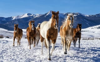 Обои снег, табун, зима, кони, лошади