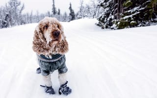 Обои снег, спаниель, кокер-спаниель, холод, собака, зима