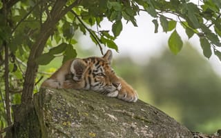 Картинка тигр, хищник, дерево, камень, тигренок