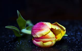 Картинка цветок, тюльпан, капли, бутон, черный