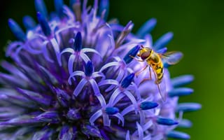 Обои насекомое, цветок, пчела