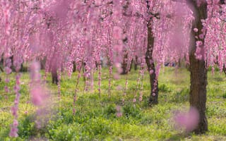 Картинка деревья, ветки, цветение, сакура, весна