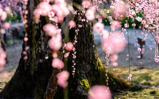 Картинка природа, сакура, цветение, дерево, весна