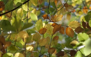 Картинка природа, ветки, вяз, листья, макро, осень