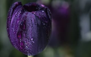 Картинка вода, цветок, весна, макро, тюльпан, фиолетовый, капли