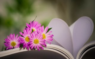 Картинка цветы, сердце, книга, боке, хризантемы, страницы