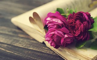 Картинка цветы, розы, книга, доски, пионы, страницы