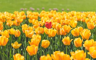 Картинка цветы, желтые, тюльпаны, красный, лепестки, тюльпан