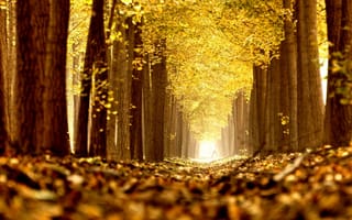 Картинка деревья, природа, аллея, осень, листья, парк