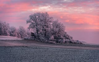 Картинка деревья, иней, поле, зима, природа, закат