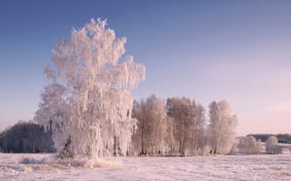 Картинка деревья, зима, пейзаж, природа, снег, иней