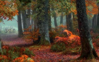Картинка деревья, лес, осень, парк, листья, природа