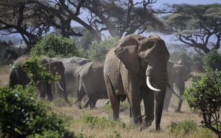 Обои природа, бивни, африка, слоны, стадо, слон