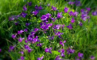 Картинка цветы, фиалки, трава, sonata zemgulienе, фиолетовые цветы