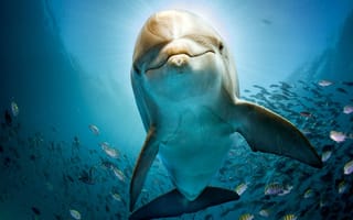 Обои рыбы, дельфин, подводный мир
