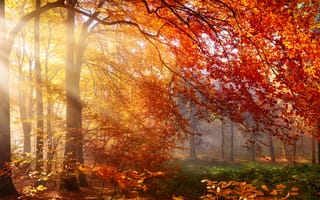 Картинка деревья, осень, лучи, лес, солнечные лучи, листья, природа