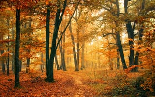 Картинка деревья, листья, тропинка, природа, лес, осень
