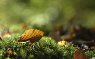Картинка листья, осень, макро, лист, мох