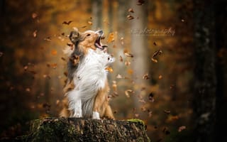 Картинка листья, шетландская овчарка, собака, шелти, осень