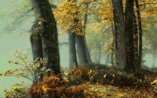 Обои деревья, лес, листья, природа, туман, осень