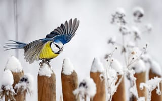 Картинка снег, забор, птица, синица, крылья, зима