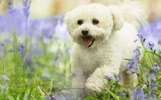 Картинка цветы, мордочка, болонка, трава, язык, собака, бишон фризе, щенок, природа