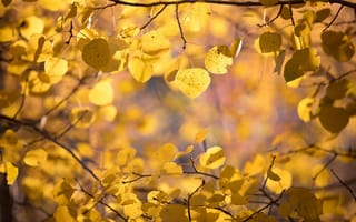 Картинка природа, ветки, макро, листья, осень