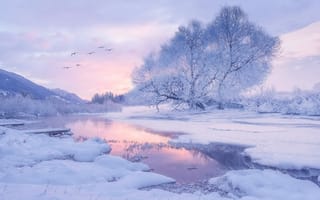 Картинка деревья, птицы, утро, зима, природа, река, снег