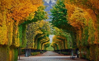 Картинка деревья, bing, природа, осень, аллея, скамейки, парк