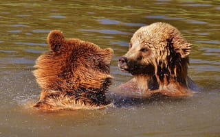 Картинка игра, бурый медведь, медведи, в воде