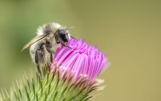 Картинка макро, цветок, насекомое, чертополох, пчела