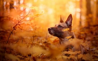 Картинка морда, ветки, осень, собака, листья, бельгийская овчарка, малинуа