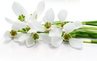 Картинка цветы, белый, стебли, орхидеи, белые