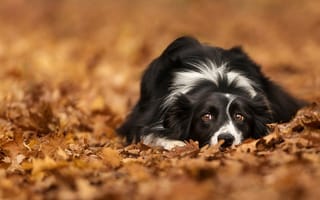 Картинка глаза, бордер-колли, листья, взгляд, осень, лежит, собака