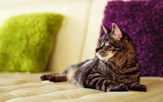 Картинка подушки, кот, диван, мейн-кун, кошка