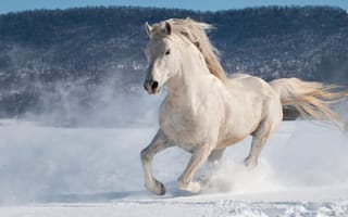 Картинка лошадь, жеребец, бег, конь, andrew n dierks, зима, снег