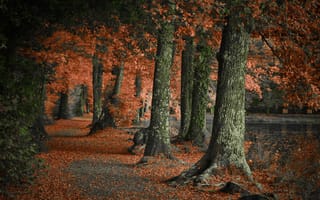 Картинка деревья, природа, парк, лес, осень