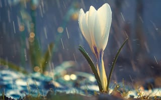 Картинка цветок, белый, крокус, весна, капли дождя, дождь, бутон