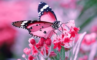 Картинка насекомое, бабочка, цветок