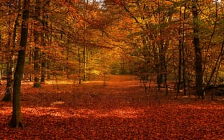 Обои осень, осенний лес