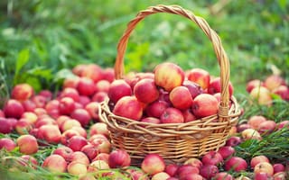 Картинка корзинка с яблоками