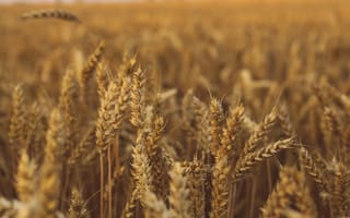 Картинка пшеница