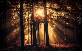 Картинка деревья, лес, лучи солнца