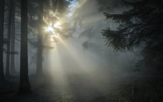 Картинка деревья, солнечные лучи, лес, туман, природа