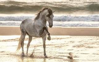 Картинка лошадь, песок, море, пляж, конь