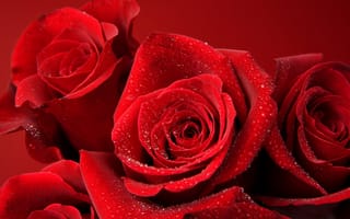 Картинка роза, красная роза