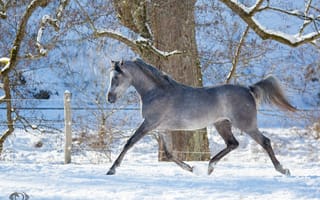 Картинка лошадь, профиль, зима, движение, снег, скакун, бег, конь, грация