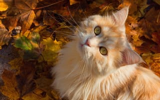 Картинка листья, кот, котенок, взгляд, осень, рыжий, усы, кошка, мордочка