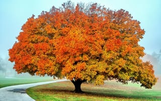 Картинка дерево, осень