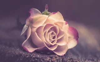 Картинка цветок, роза, лепестки, размытость